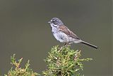 Sagebrush Sparrowborder=