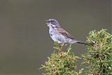 Sagebrush Sparrowborder=