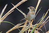 Saltmarsh Sparrow