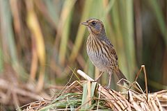 Saltmarsh Sparrow