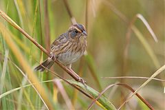 Saltmarsh Sparrow