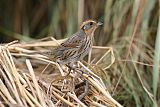 Saltmarsh Sparrowborder=