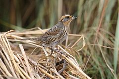 Saltmarsh Sparrow