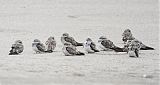 Sand-colored Nighthawk