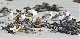 Sanderling