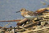 Sanderling