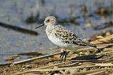 Sanderling