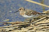 Sanderling