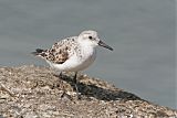 Sanderling