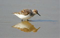 Sanderling