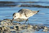 Sanderling