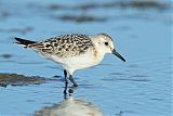 Sanderling