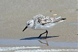 Sanderling