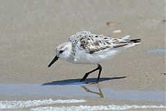 Sanderling