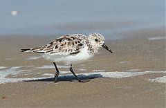 Sanderling