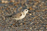 Sanderling