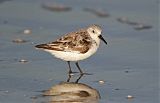 Sanderling