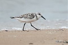 Sanderling