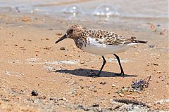 Sanderling