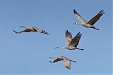 Sandhill Crane