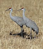 Sandhill Crane