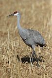 Sandhill Craneborder=