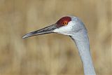 Sandhill Craneborder=