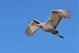 Sandhill Crane