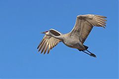 Sandhill Crane