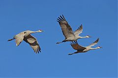 Sandhill Crane