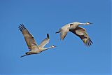 Sandhill Crane