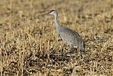 Sandhill Craneborder=