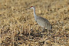 Sandhill Crane