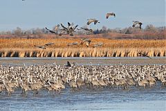 Sandhill Crane