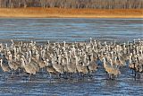 Sandhill Craneborder=