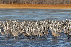 Sandhill Crane