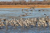 Sandhill Craneborder=