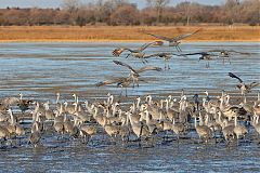 Sandhill Crane