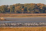 Sandhill Craneborder=