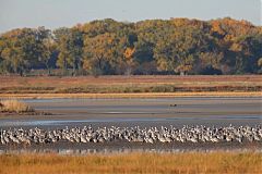 Sandhill Crane