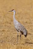 Sandhill Crane