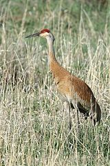 Sandhill Crane