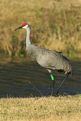 Sandhill Crane