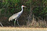 Sandhill Craneborder=