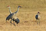 Sandhill Crane