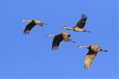 Sandhill Crane