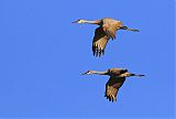 Sandhill Crane