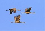 Sandhill Crane