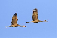 Sandhill Crane