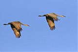 Sandhill Crane